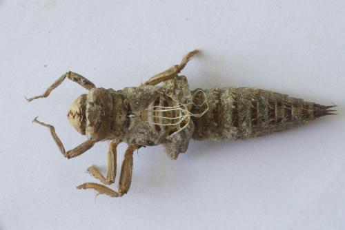 Cordulegaster boltonii